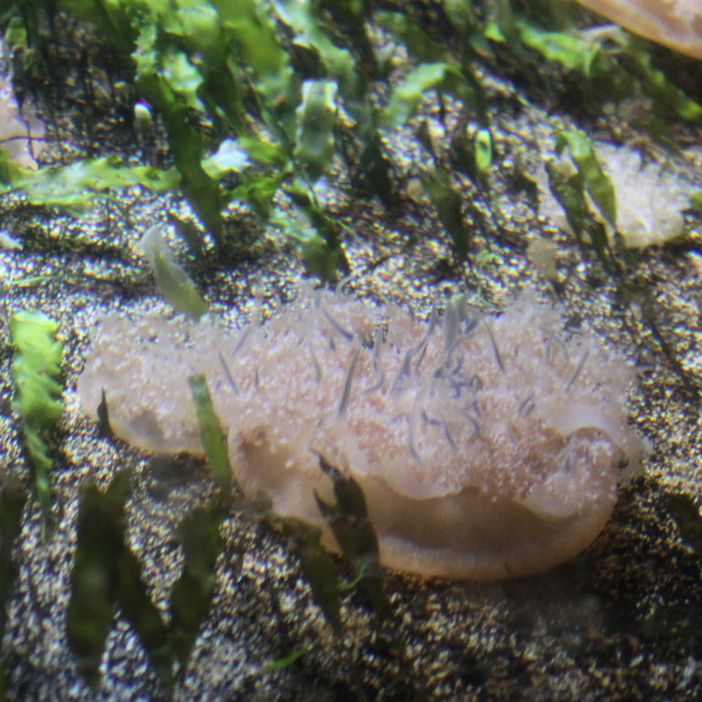 Upsidedown Jellyfish