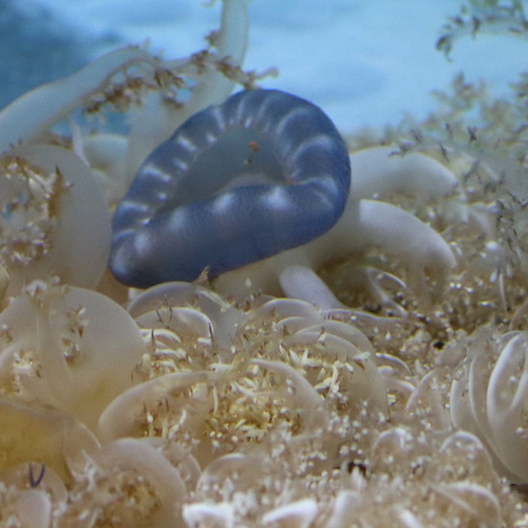 Upsidedown Jellyfish