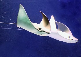 Oman Cownose Ray