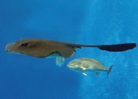 Cowtail Stingray