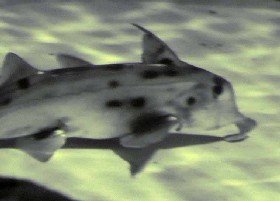 Australian Elephantfish