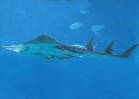 Giant Shovelnose Guitarfish