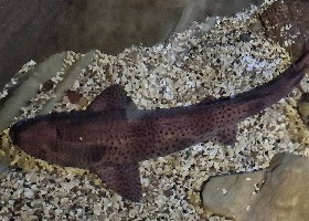 Greater Spotted Catshark
