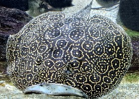 Pearly River Stingray