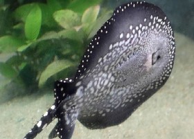 White-blotched River Stingray underside