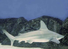 Sandbar Shark