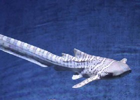 Zebra Shark