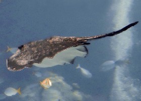 Black-blotched Fantail