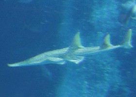 Eyebrow White-spotted Wedgefish