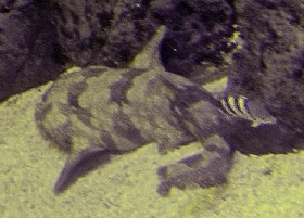 Japanese Wobbegong