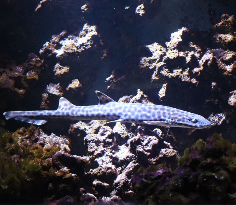 Coral Catshark