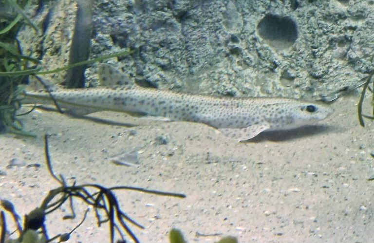 Small-spotted Catshark
