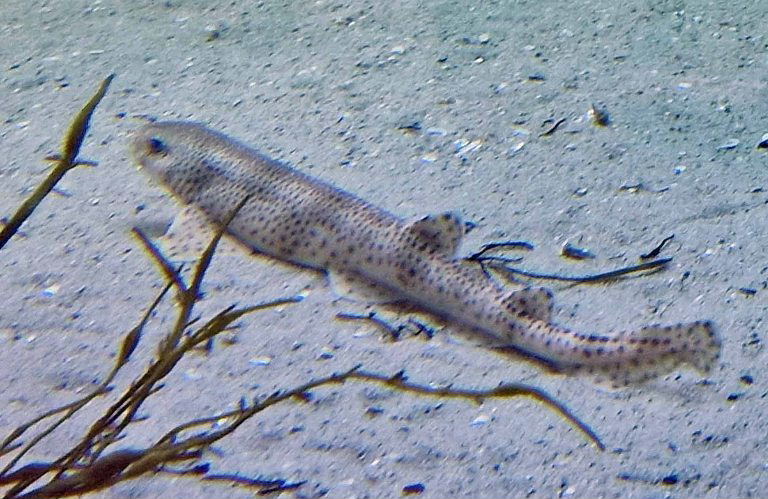 Small-spotted Catshark