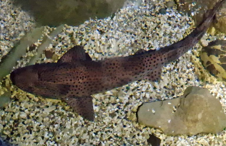 Greater Spotted Catshark