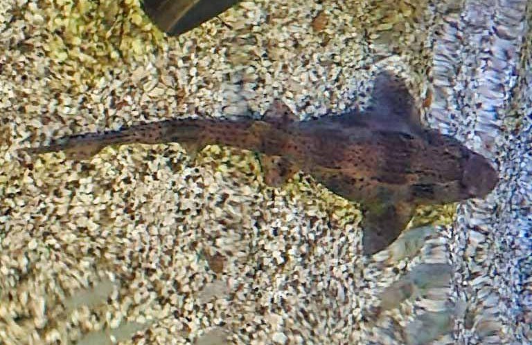 Greater Spotted Catshark