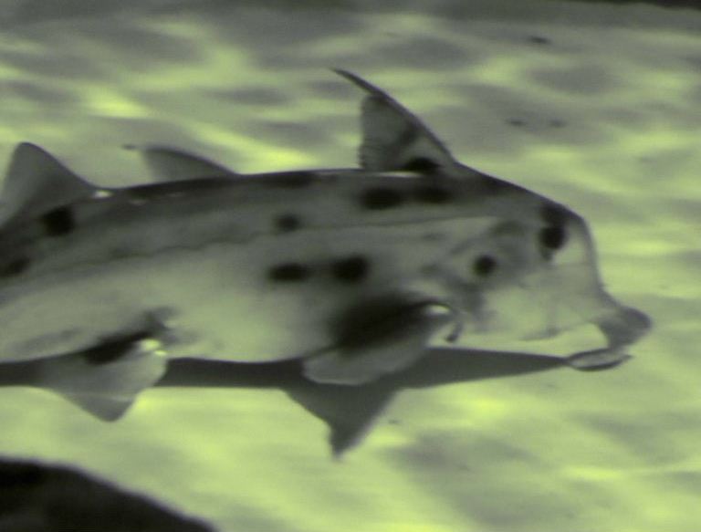 Elephant Shark