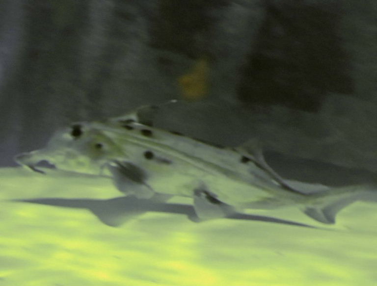 Elephant Shark