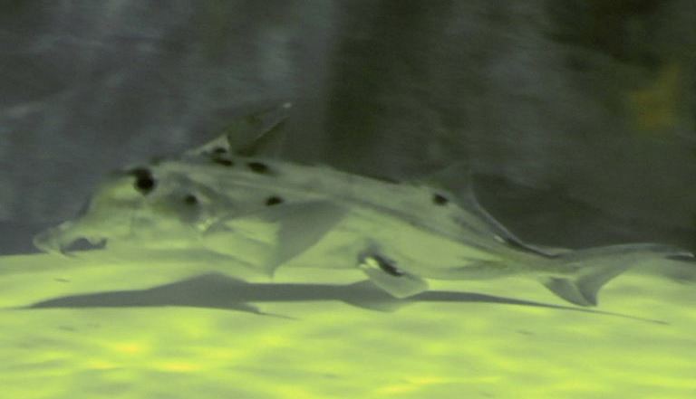 Elephant Shark