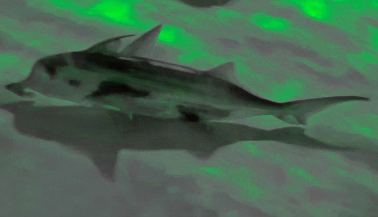 Elephant Shark
