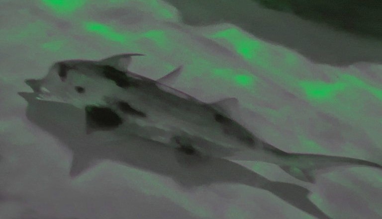 Elephant Shark