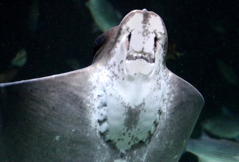 Common Eagle Ray