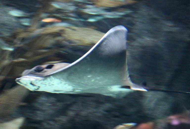 Common Eagle Ray