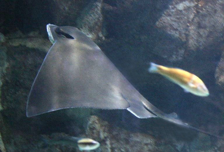 Common Eagle Ray