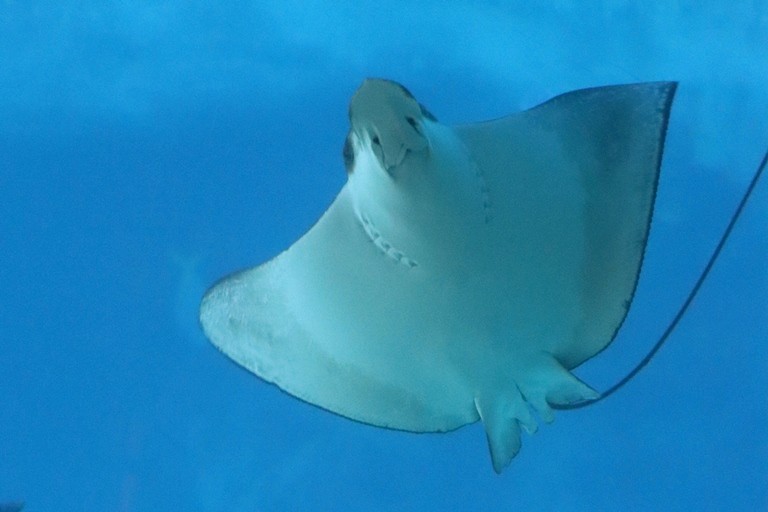 Common Eagle Ray