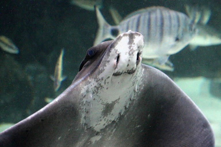 Common Eagle Ray