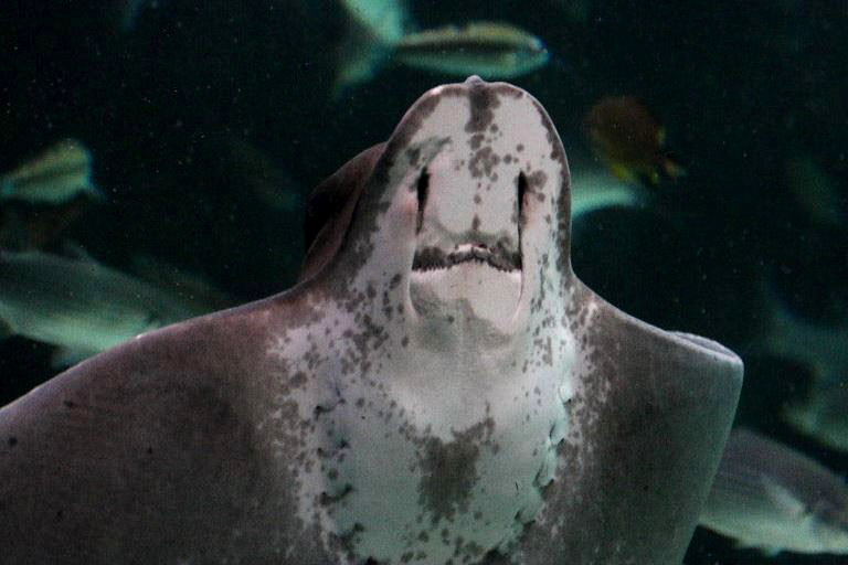 Common Eagle Ray