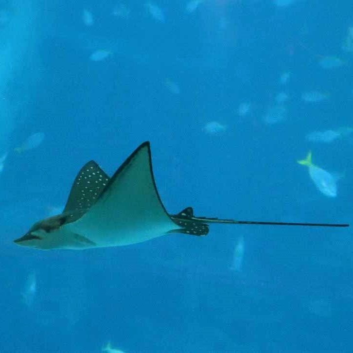 Ocellated Eagle Ray