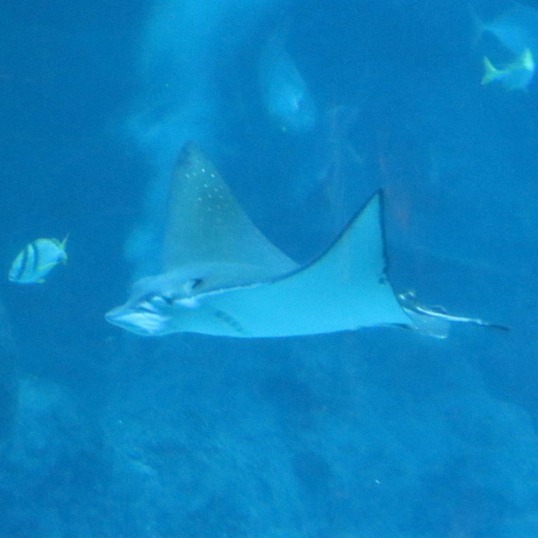 Ocellated Eagle Ray