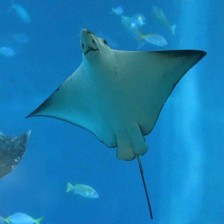 Ocellated Eagle Ray