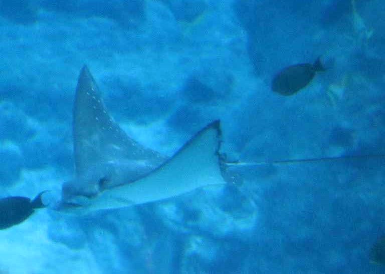 Ocellated Eagle Ray