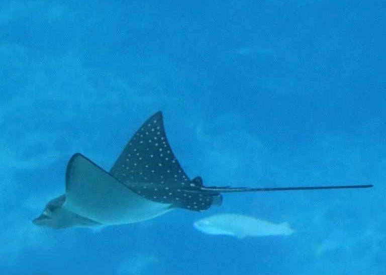 Ocellated Eagle Ray