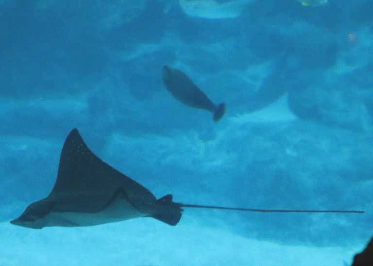 Ocellated Eagle Ray