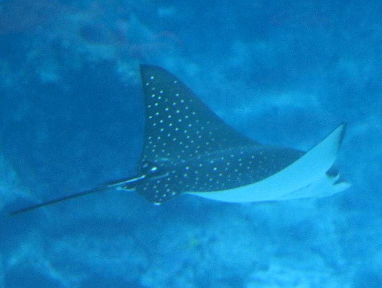 Ocellated Eagle Ray