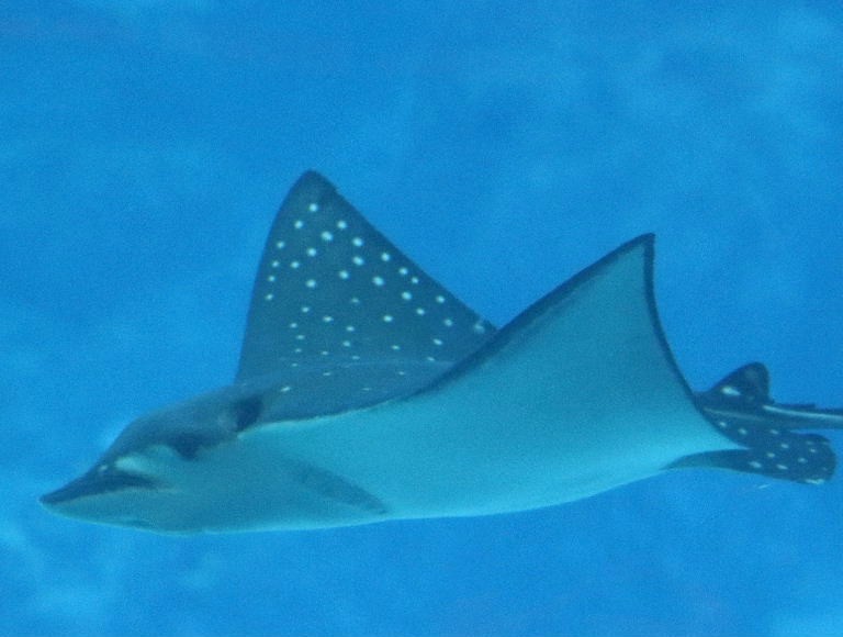 Ocellated Eagle Ray