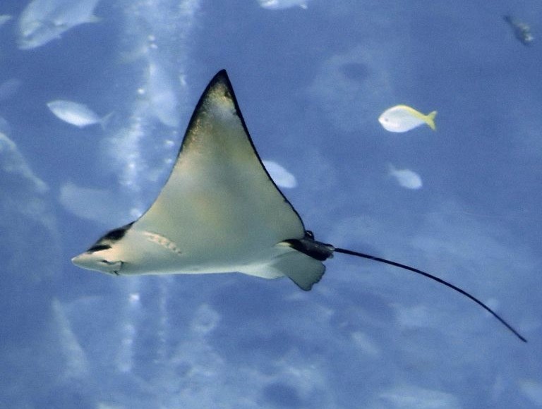 Ocellated Eagle Ray