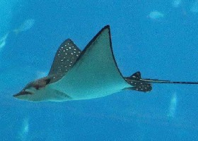 Ocellated Eagle Ray
