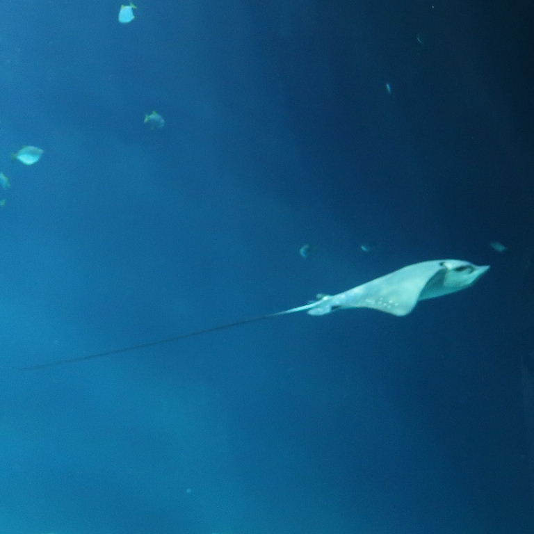 (White-)Spotted Eagle Ray