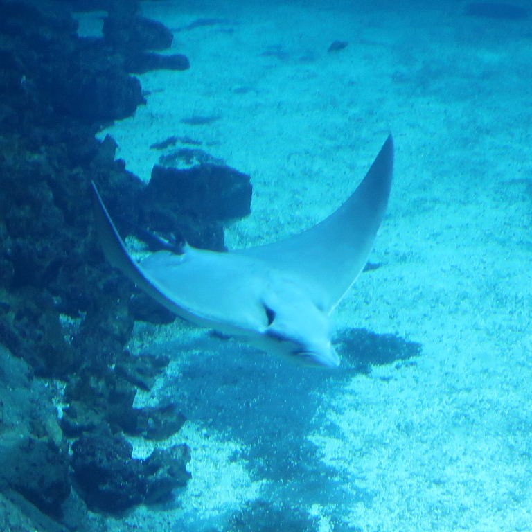 (White-)Spotted Eagle Ray
