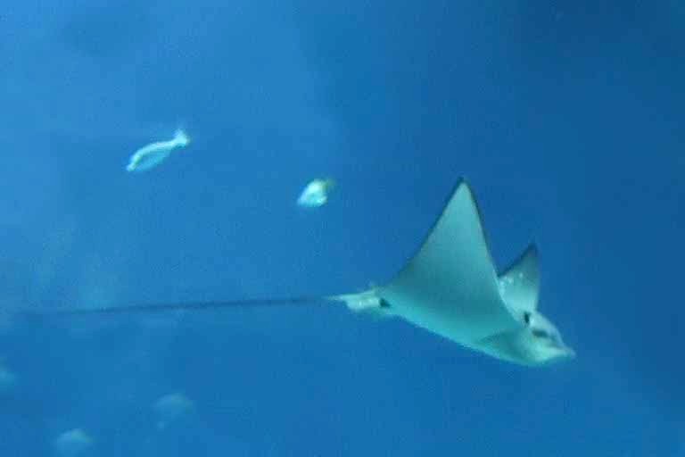 (White-)Spotted Eagle Ray