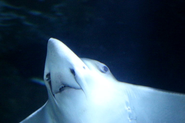 (White-)Spotted Eagle Ray
