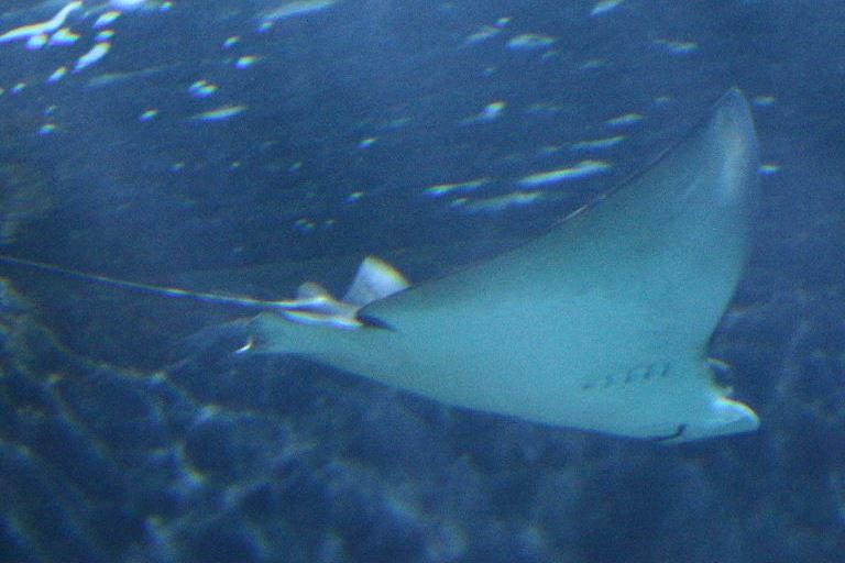 (White-)Spotted Eagle Ray