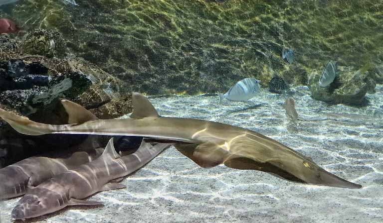 Blackchin Guitarfish