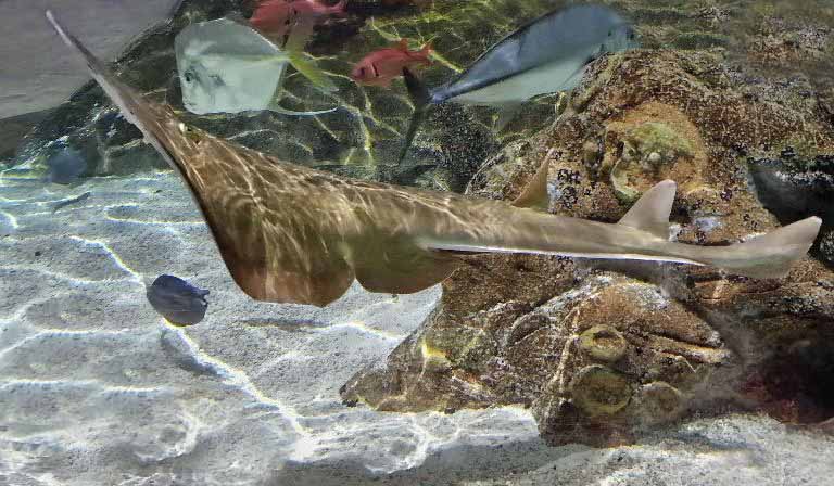 Black-chinned Guitarfish