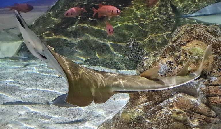 Blackchin Guitarfish