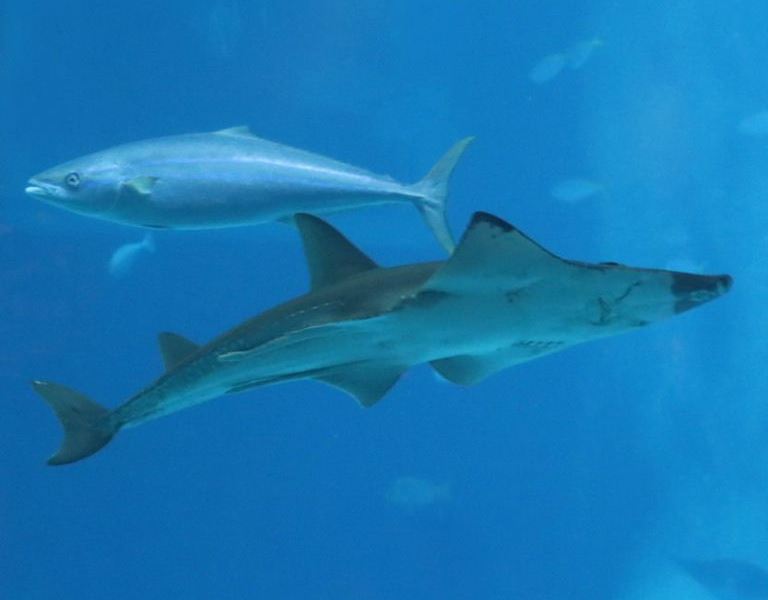 White-spotted Eyebrow Wedgefish