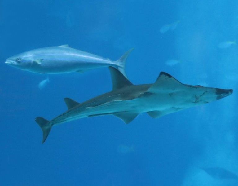 White-spotted Wedgefish with Blue Runner